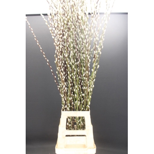 Salix Wilgenkatjes