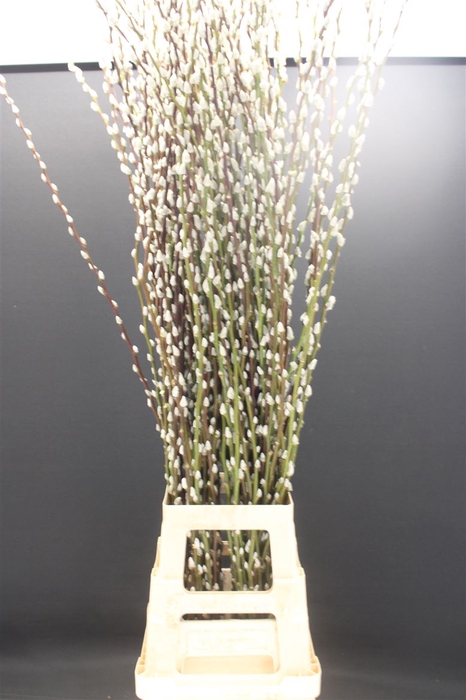 <h4>Salix Wilgenkatjes</h4>