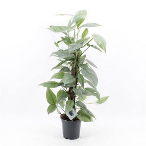 Epipremnum Pinnatum Cebu Blue mosstok