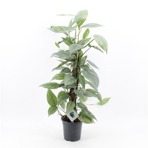 <h4>Epipremnum Pinnatum Cebu Blue mosstok</h4>