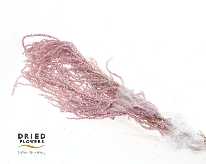 <h4>Dried Bleached Amaranthus Caudatus Light Purple</h4>