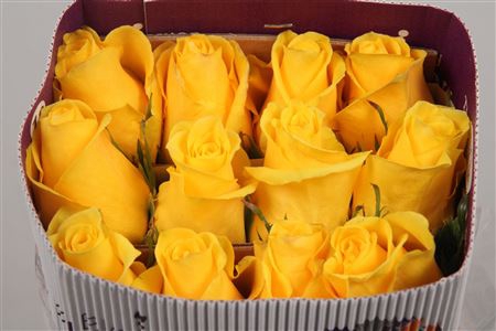 <h4>R Gr Momentum+</h4>