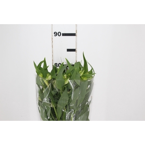 ALSTROEMERIA AKEMI 080 CM