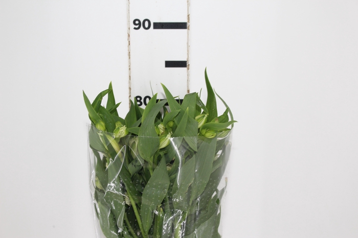 <h4>ALSTROEMERIA AKEMI 080 CM</h4>