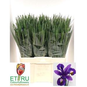 IRIS BLUE MAGIC