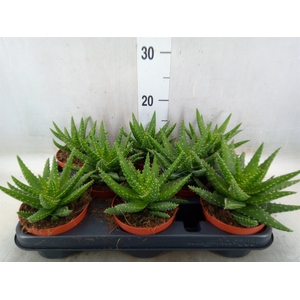Aloe  'Safari Kerio'