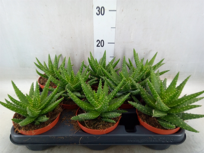 <h4>Aloe  'Safari Kerio'</h4>