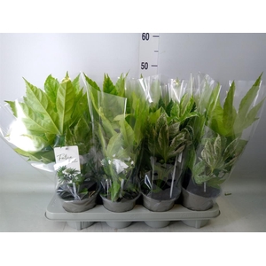 Fatsia japonica 'Variegata'