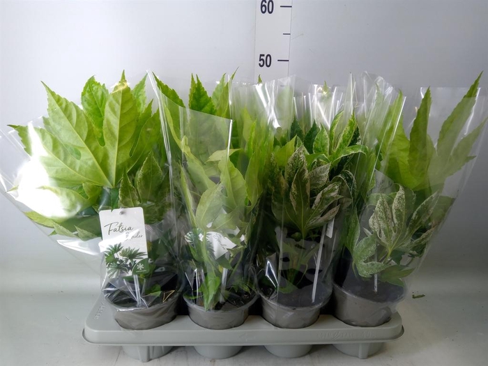 <h4>Fatsia japonica 'Variegata'</h4>