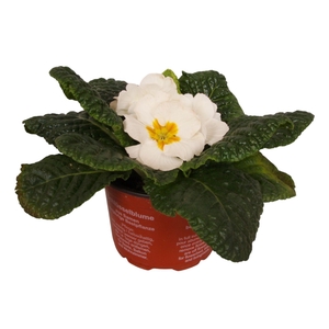 Primula Acaulis 9 cm White'