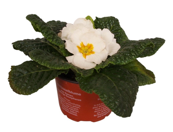 <h4>Primula Acaulis 9 cm White'</h4>
