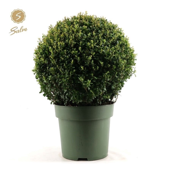 <h4>Ilex crenata Ball Ø50cm P33</h4>