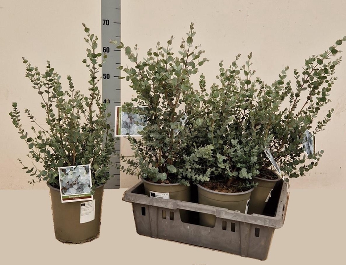 <h4>EUCAL GUNNII</h4>