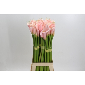 Zantedeschia Eydolls Salmon