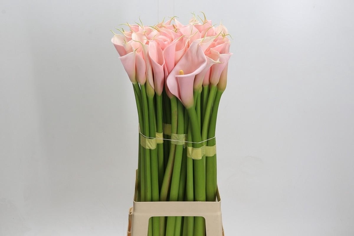 <h4>Zantedeschia Eydolls Salmon</h4>