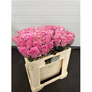 Rosa large sweet sixteen