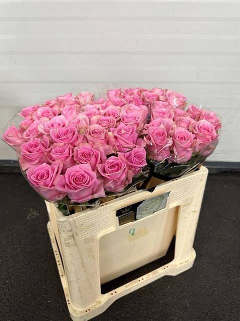 <h4>Rosa large sweet sixteen</h4>