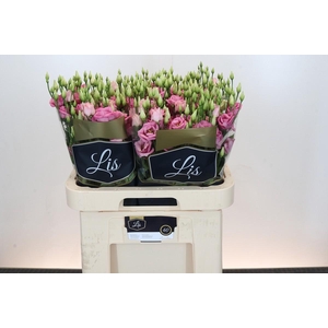 Eustoma Du Rosita Pink