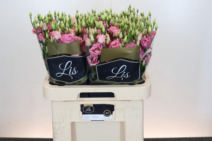 <h4>Eustoma Du Rosita Pink</h4>