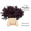 SKIMMIA AUBERGINE