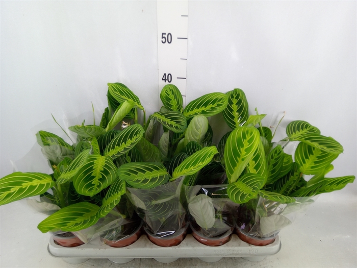 <h4>Maranta leuc. 'Lemon'</h4>