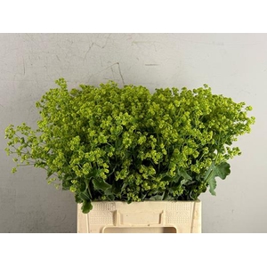 Alchem Mollis Robustica