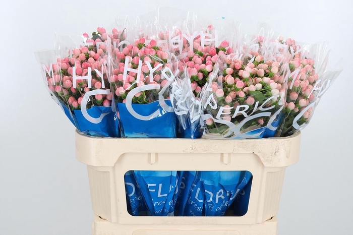 <h4>Hyp Coco Casino</h4>