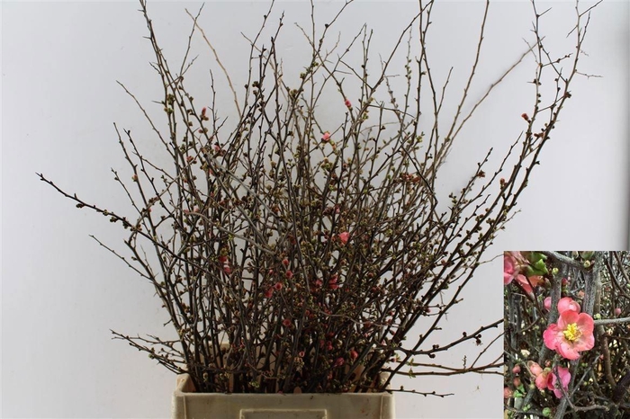 <h4>CHAENOMELES SUPERBA</h4>