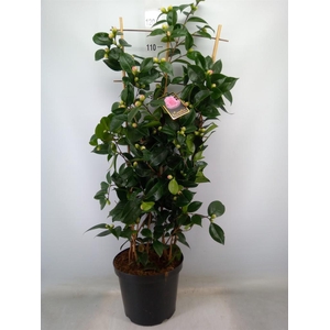 Camellia japonica 'WilliamBartlett'