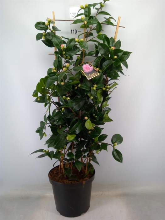 <h4>Camellia japonica 'WilliamBartlett'</h4>