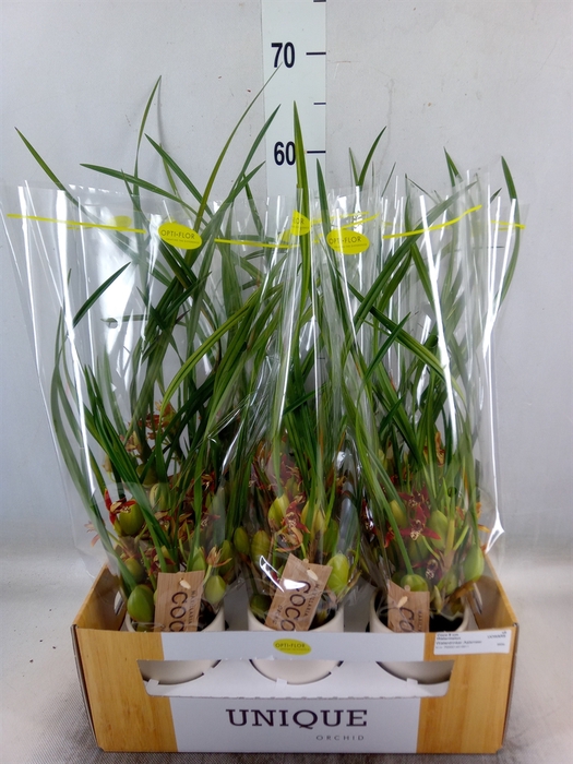 <h4>Orchideeen   ...</h4>