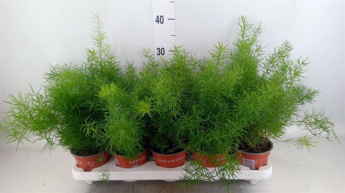 <h4>Asparagus dens. 'Sprengeri'</h4>