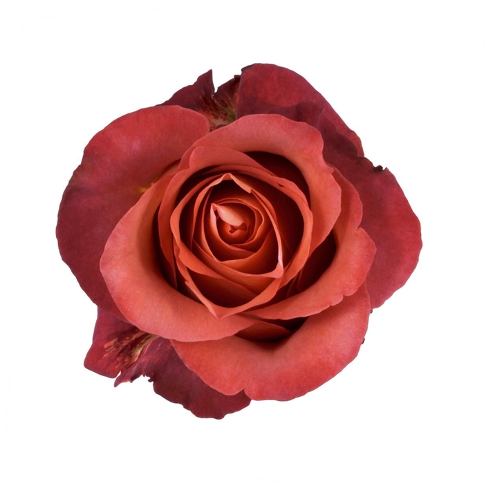 <h4>ROSA COFEE BREAK 050 CM ESTUFA</h4>