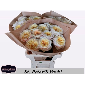 R GR ST PETERS PARK!