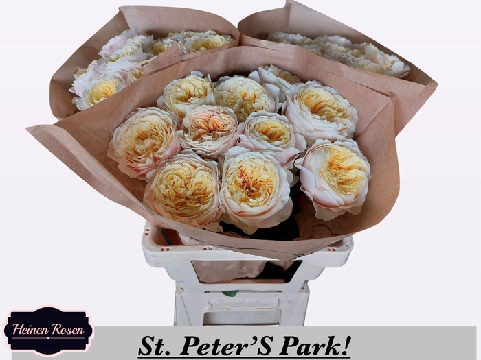 <h4>R GR ST PETERS PARK!</h4>