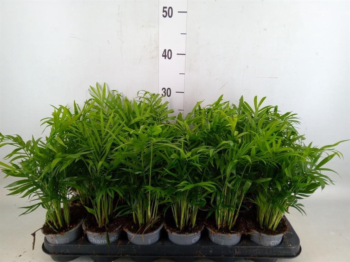 <h4>Chamaedorea elegans</h4>