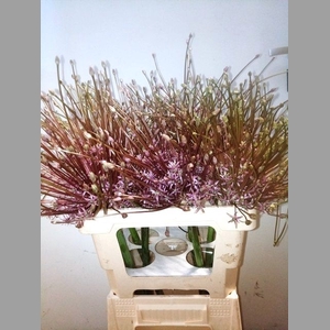 ALLIUM SCHUBERTII