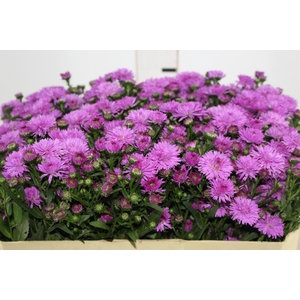 ASTER DOBRADO PINK 070 CM