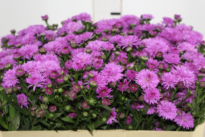 ASTER DOBRADO PINK 070 CM