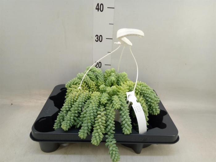 <h4>Sedum burrito</h4>