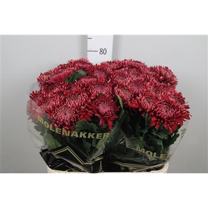 Chr G Regalm Rood