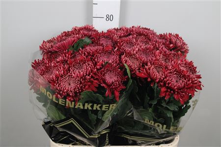 <h4>Chr G Regalm Rood</h4>
