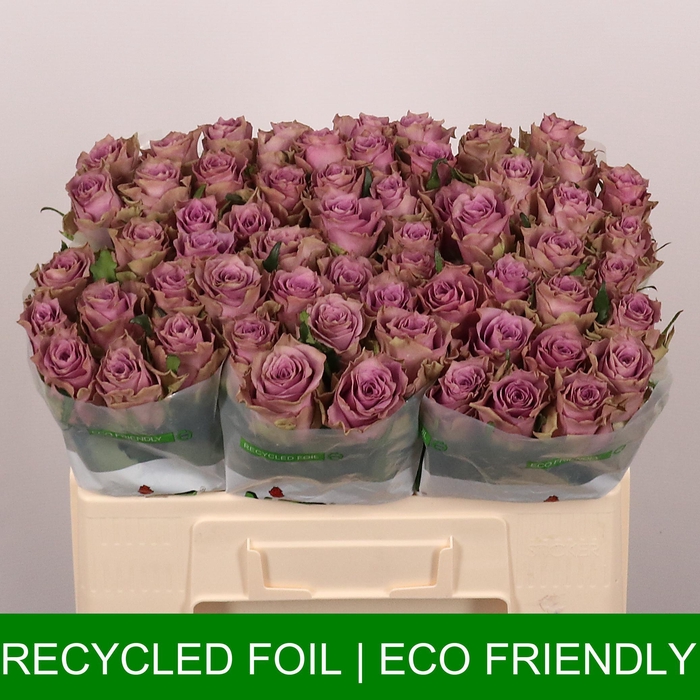 <h4>R GR FASHION VIOLET</h4>