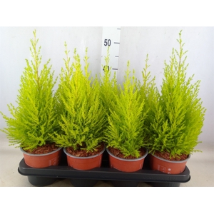 Cupressus macro. 'Goldcrest Wilma'