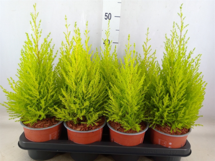 <h4>Cupressus macro. 'Goldcrest Wilma'</h4>