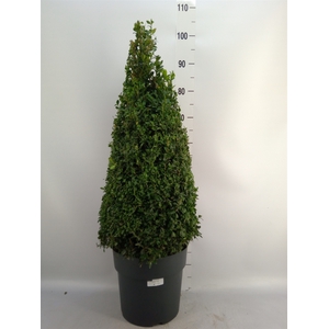 Buxus semp.   ...