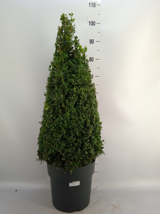 <h4>Buxus semp.   ...</h4>