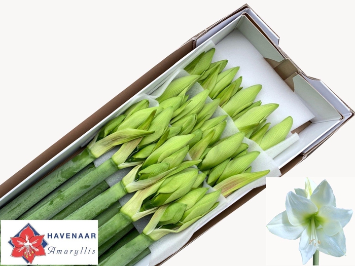 <h4>HIPP GA ALBARINO</h4>