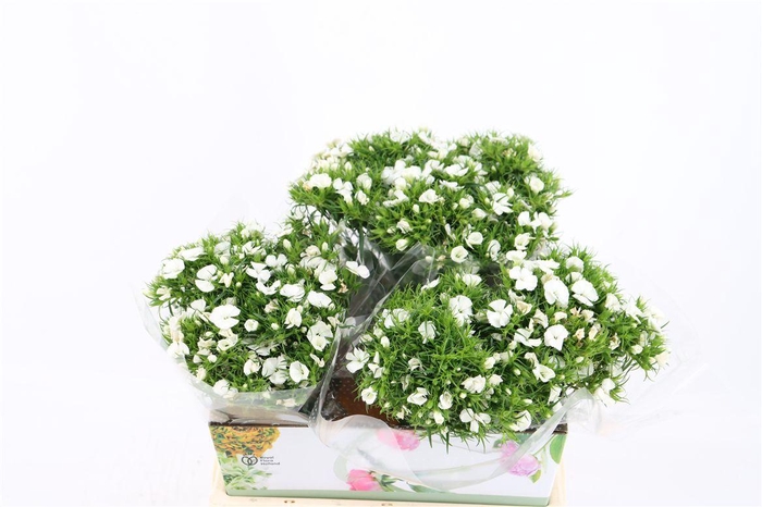 Di Barb Breanthus Hera Wite