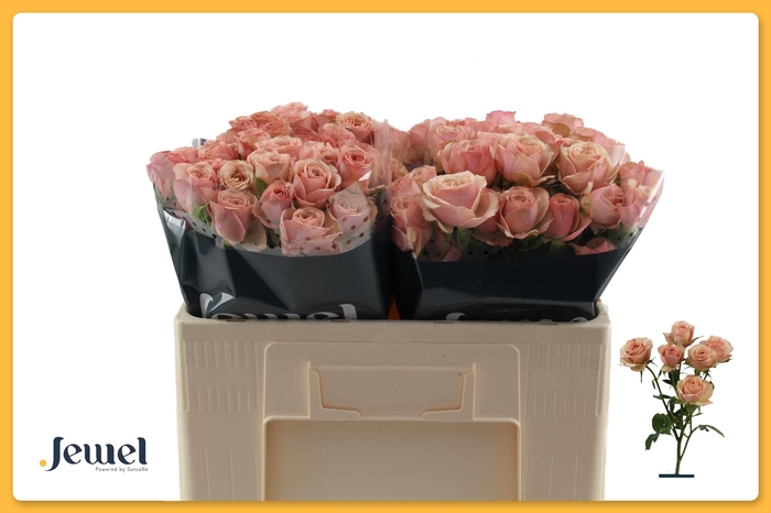 <h4>R TR DESTINI</h4>